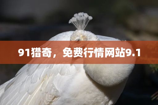 91猎奇，免费行情网站9.1