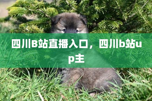 四川B站直播入口，四川b站up主