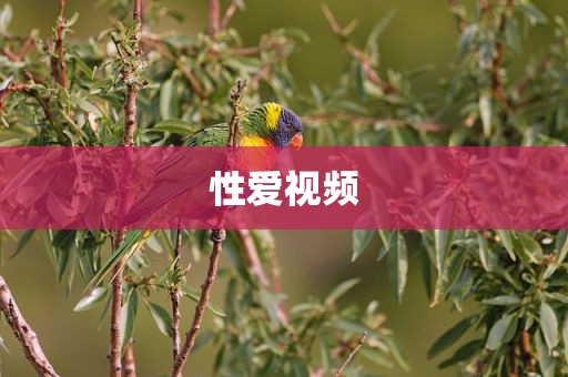 性爱视频