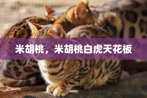 米胡桃，米胡桃白虎天花板