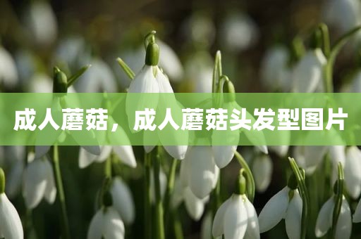 成人蘑菇，成人蘑菇头发型图片