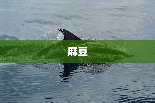 麻豆