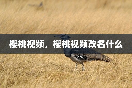 樱桃视频，樱桃视频改名什么