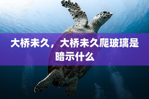 大桥未久，大桥未久爬玻璃是暗示什么