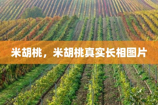 米胡桃，米胡桃真实长相图片