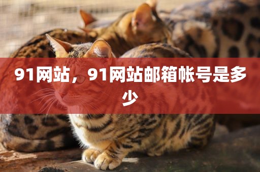 91网站，91网站邮箱帐号是多少