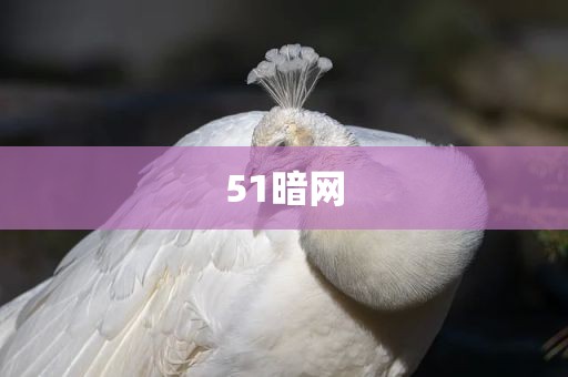 51暗网