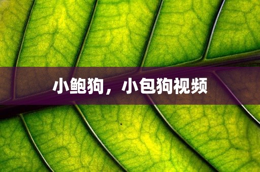 小鲍狗，小包狗视频