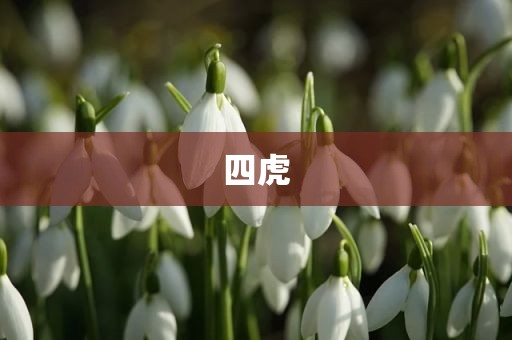四虎