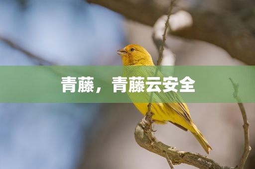 青藤，青藤云安全
