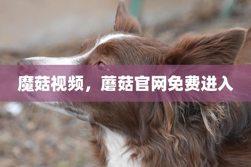 魔菇视频，蘑菇官网免费进入