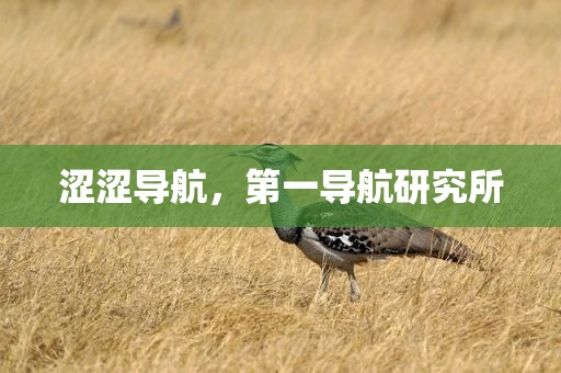 涩涩导航，第一导航研究所