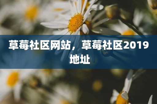 草莓社区网站，草莓社区2019 地址