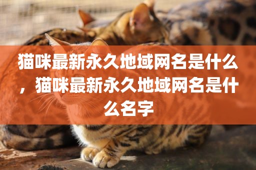 猫咪最新永久地域网名是什么，猫咪最新永久地域网名是什么名字