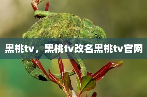 黑桃tv，黑桃tv改名黑桃tv官网