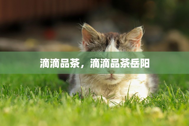 滴滴品茶，滴滴品茶岳阳
