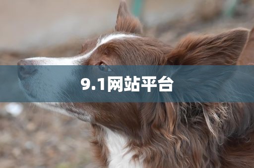 9.1网站平台