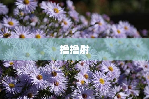 撸撸射