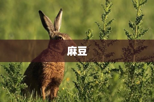 麻豆