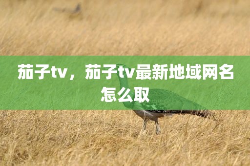 茄子tv，茄子tv最新地域网名怎么取