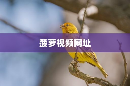 菠萝视频网址