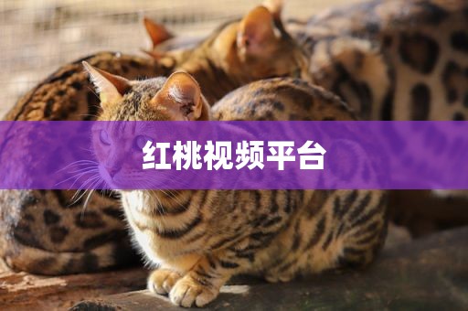 红桃视频平台