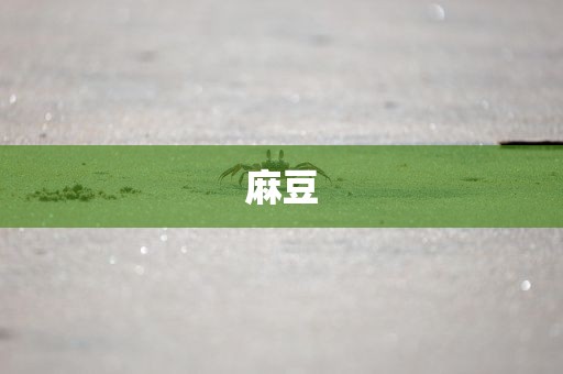 麻豆