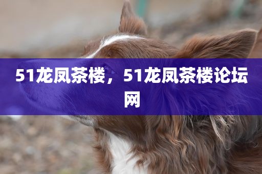 51龙凤茶楼，51龙凤茶楼论坛网