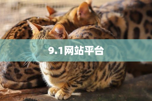 9.1网站平台