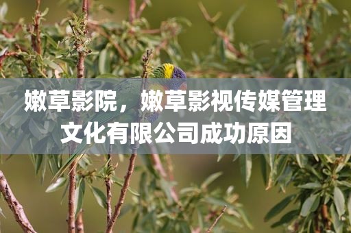 嫩草影院，嫩草影视传媒管理文化有限公司成功原因