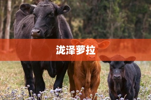 泷泽萝拉