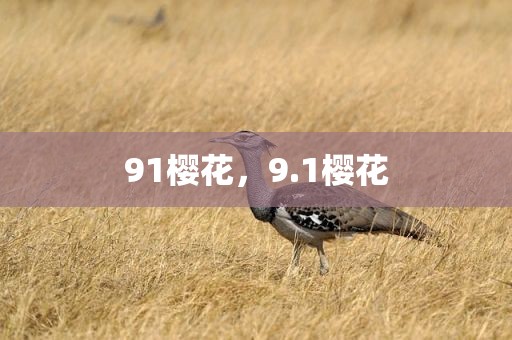 91樱花，9.1樱花