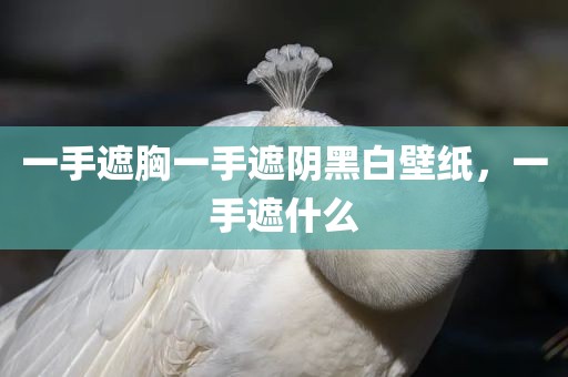 一手遮胸一手遮阴黑白壁纸，一手遮什么