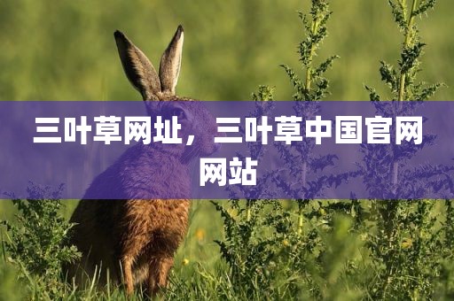 三叶草网址，三叶草中国官网网站