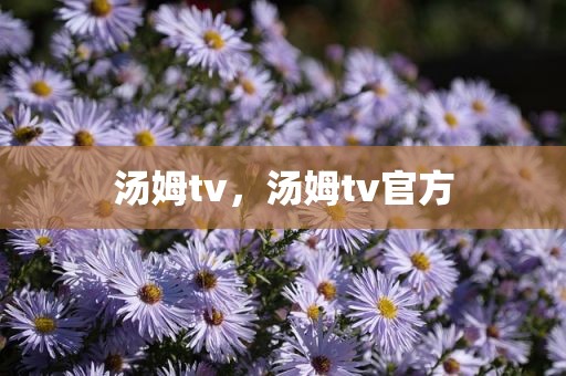 汤姆tv，汤姆tv官方