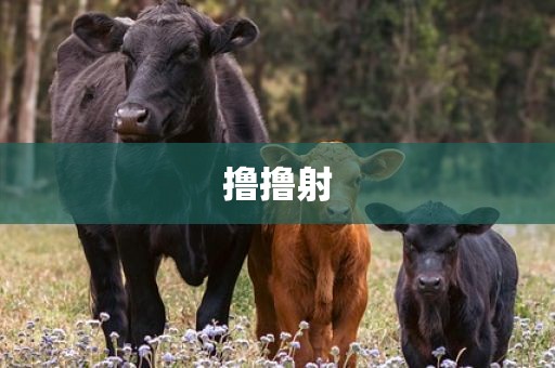 撸撸射