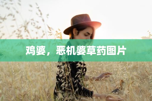鸡婆，恶机婆草药图片