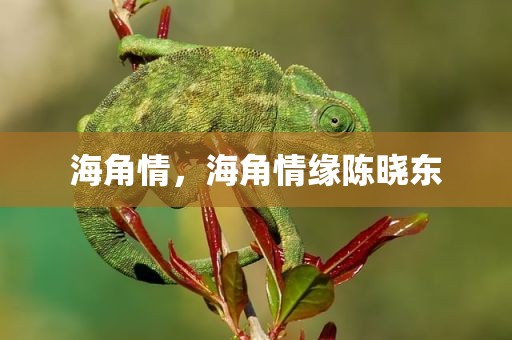 海角情，海角情缘陈晓东