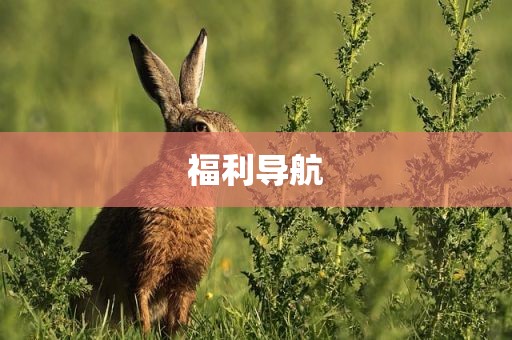 福利导航