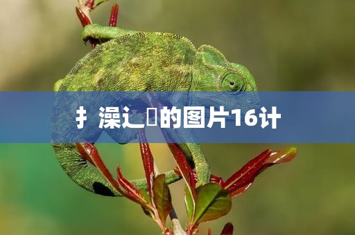扌澡辶畐的图片16计