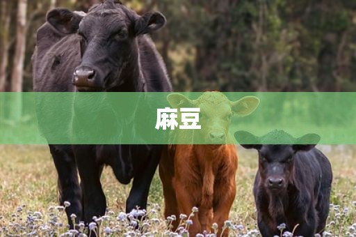 麻豆