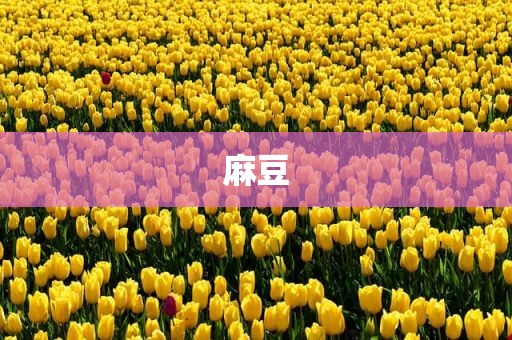 麻豆