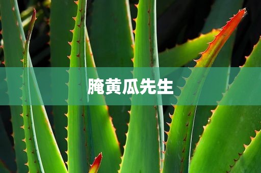 腌黄瓜先生