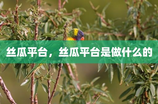 丝瓜平台，丝瓜平台是做什么的