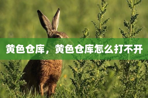 黄色仓库，黄色仓库怎么打不开