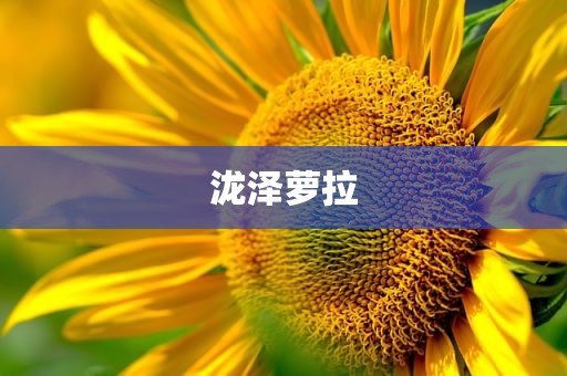 泷泽萝拉