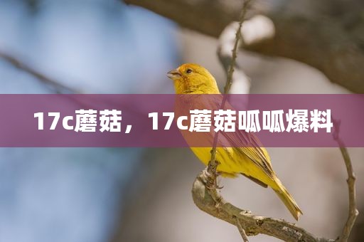 17c蘑菇，17c蘑菇呱呱爆料