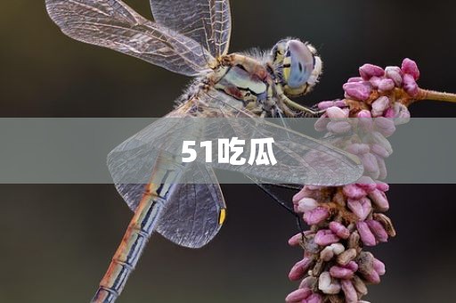 51吃瓜