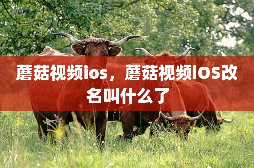 蘑菇视频ios，蘑菇视频iOS改名叫什么了