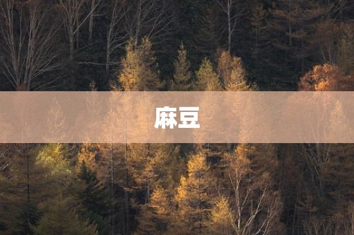 麻豆